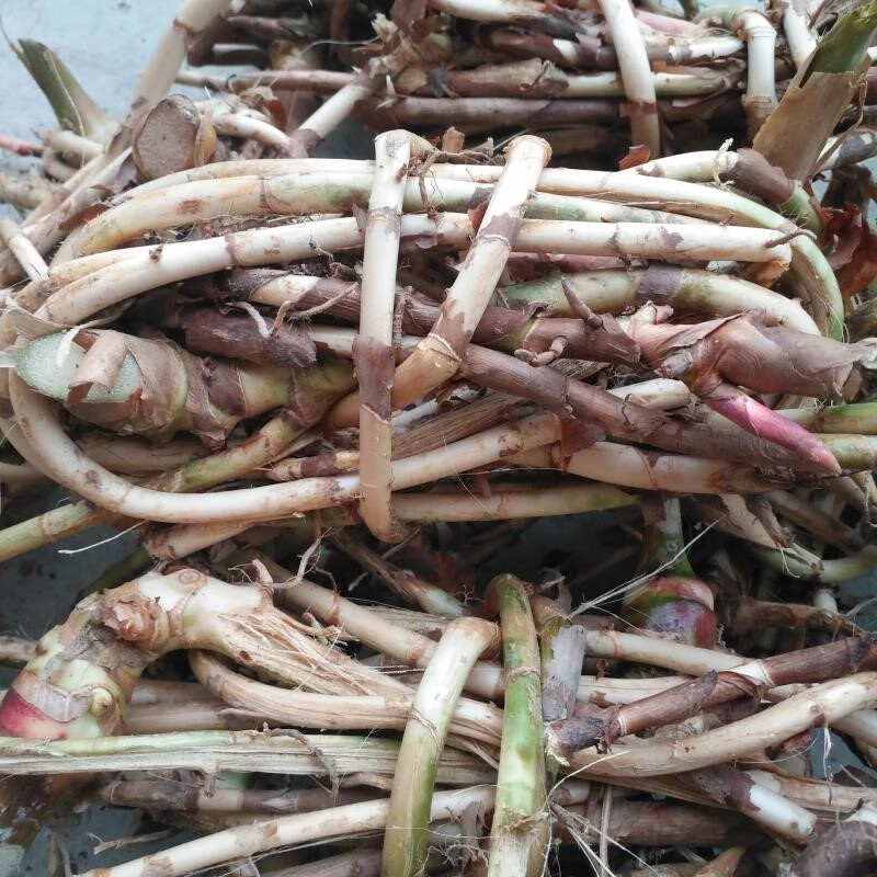 春砂仁根新鲜现挖阳春特产生砂仁根天然种植沙仁藤阳江砂仁颈1斤