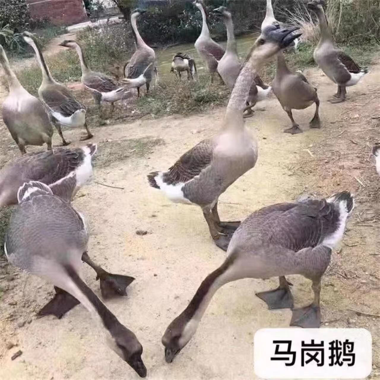 马岗鹅活苗活体朗德鹅幼鹅狮头鹅仔鹅三花鹅大白鹅四季鹅养殖批发