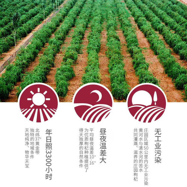 润德庄园新鲜枸杞桑葚原浆无硫熏宁夏 枸杞子果汁液50ml*10瓶 礼盒装 【顺丰包邮产地直发】枸杞桑葚原浆 500ml (50ml*10瓶)