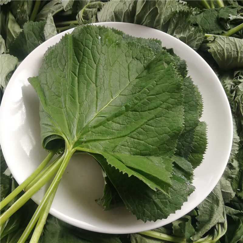 东北新鲜野菜吉林延边马蹄叶大叶菜包饭菜蘸酱菜产地发货 新鲜马蹄叶