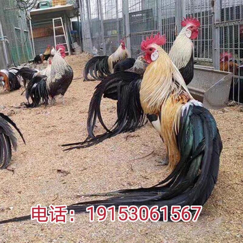 长尾鸡活苗小型鸡新品种观赏鸡宠物鸡幼苗长尾鸡苗活体