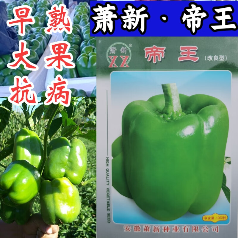满柚春甜椒种子 特大果早熟甜椒种籽菜椒灯笼椒青方椒辣椒种子 1000粒
