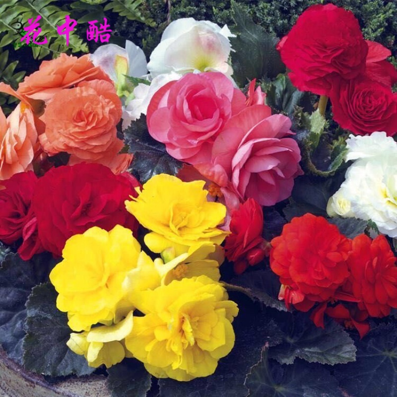 花草林木类商品历史价格查询入口|花草林木类价格历史