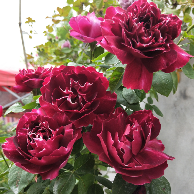 树苗爬藤大花苗花卉月季欧月蔷薇花苗爬藤开花不断阳台盆栽 紫袍玉带