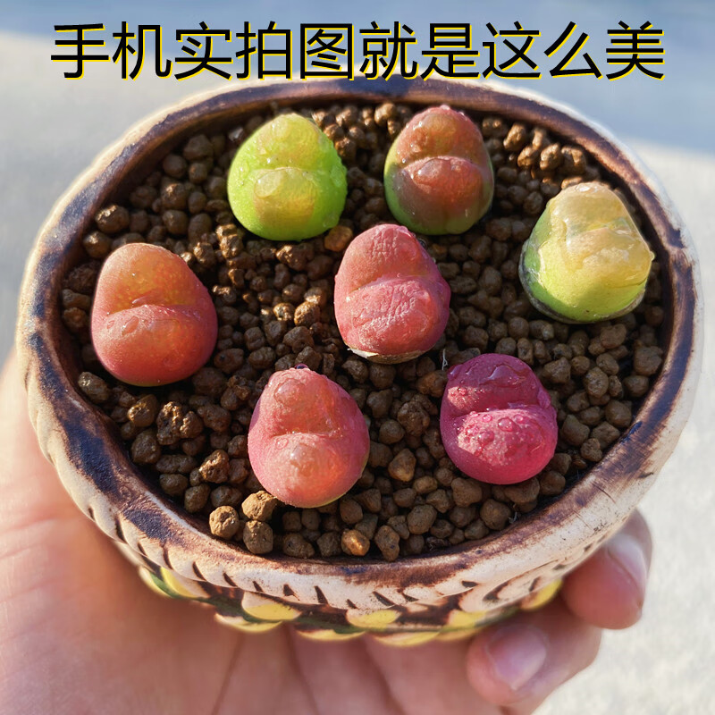 刘不丁彩色毛汉尼多肉蟠桃水蜜桃生石花肉锥带盆土阳台办公室盆栽