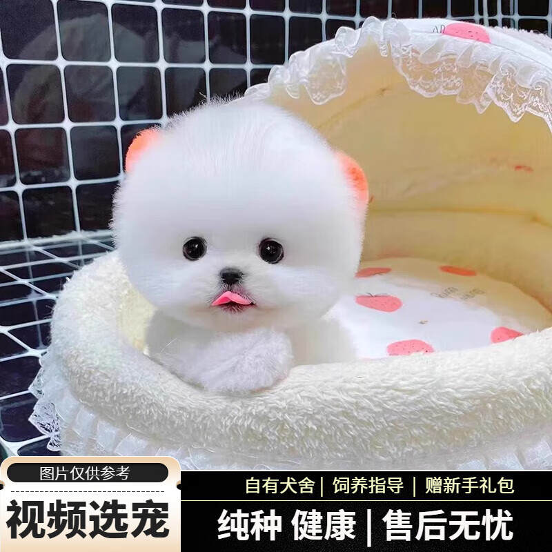 宠六福纯种博美幼犬宠物狗狗活体小狗活物幼崽小型犬 宠物级 母