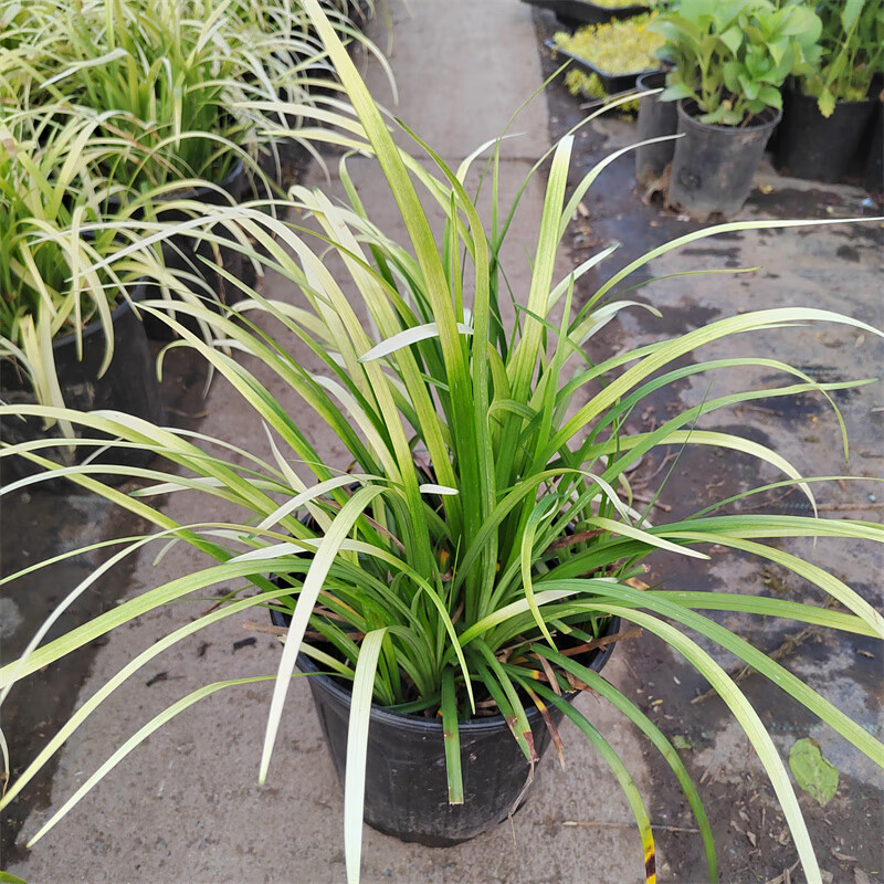 曼杉园(manshanyuan)英国山麦冬花境植物黄金大麦冬纯金麦冬四季常青