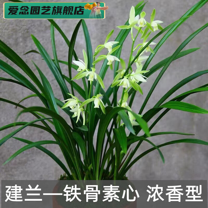 爱念兰花建兰铁骨素心带花苞耐寒四季兰开花浓香室内阳台绿植花卉盆栽