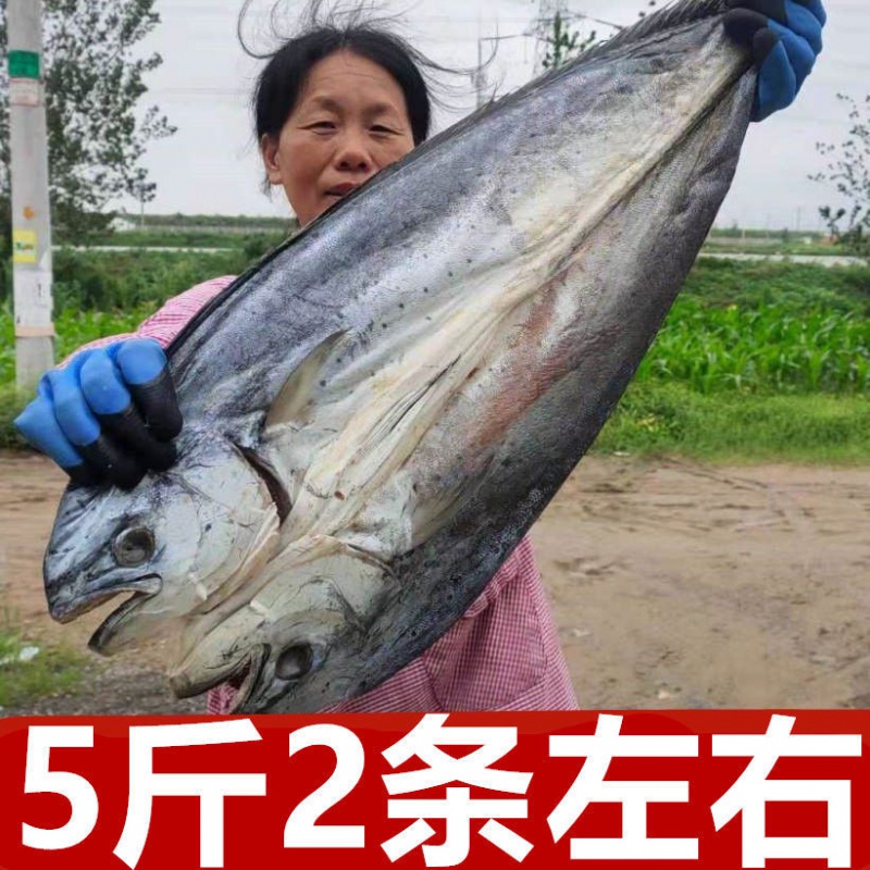 【整条大刀鲅鱼】半干咸鲅鱼干马鲛鱼干海鲜干货海鱼咸鱼干腌 精品整