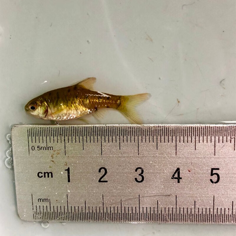 朴彩(pucai)原生态冷水鱼条纹小鲃鱼活体淡水小溪鱼二须鲃群游观赏好