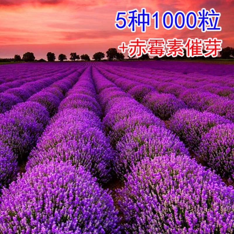 薰衣草花种子 春播薰衣草花籽 庭院阳台盆栽室外花草