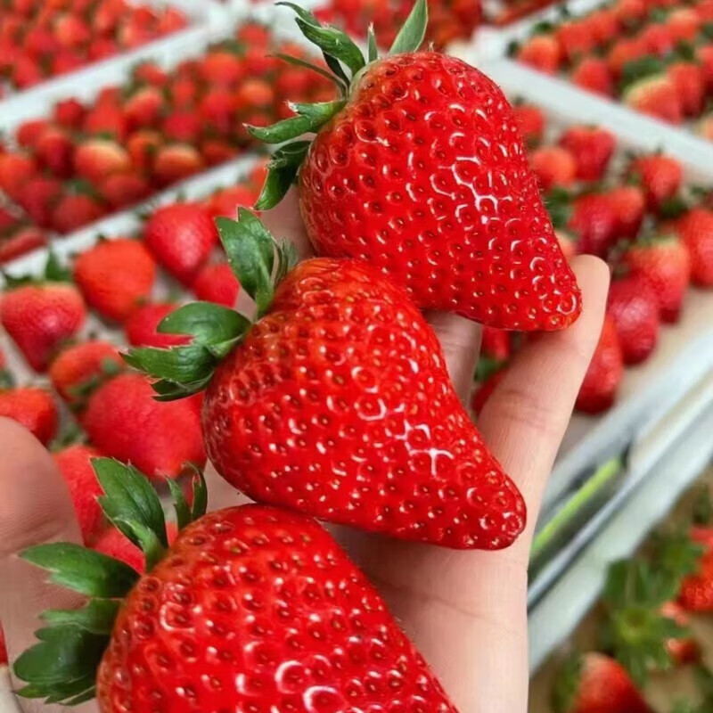 鲜又来现摘新鲜丹东99牛奶草莓新鲜水果时令当季水果红颜奶油甜草莓礼盒 大果盒装 2盒（每盒15颗）