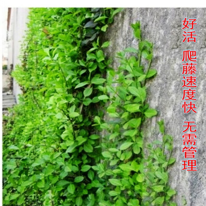 爬藤花卉小叶扶芳藤攀缘植物络石藤绿植盆栽花四季常青耐寒不落叶