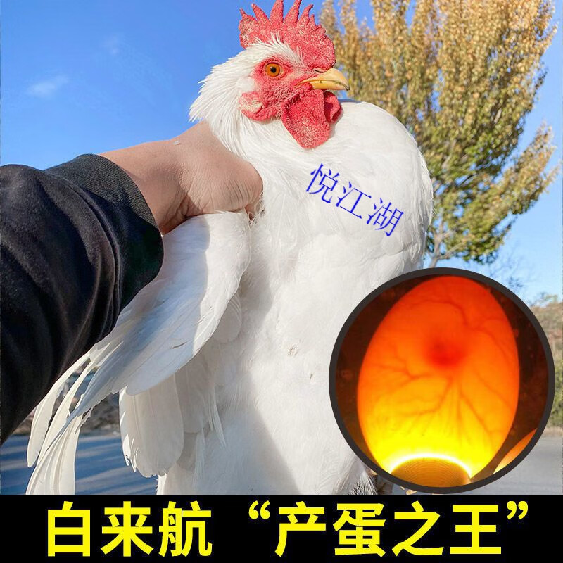 悦江湖白来航鸡种蛋受精蛋可孵化各种小鸡白蛋鸡产蛋土鸡蛋受精卵 白