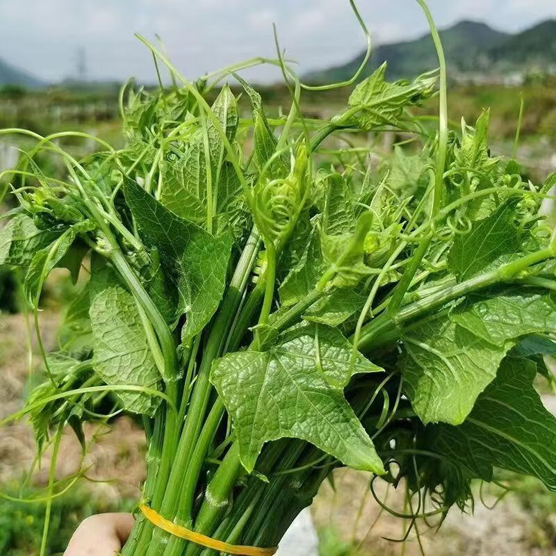 贵州新鲜捧瓜尖佛手瓜嫩尖龙须菜洋瓜尖叶当季孕妇蔬菜 1斤