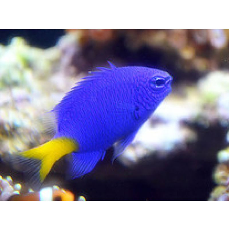 活体海水鱼珊瑚三点白青么红黄尾蓝魔黄肚魔蓝天堂赤兔马 黄尾蓝魔