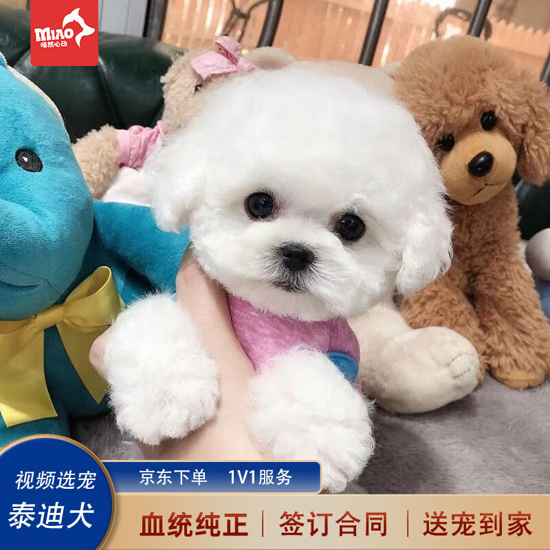 喵然心动泰迪幼犬灰泰迪纯种泰迪狗宠物狗狗活体贵宾犬茶杯犬小狗灰色