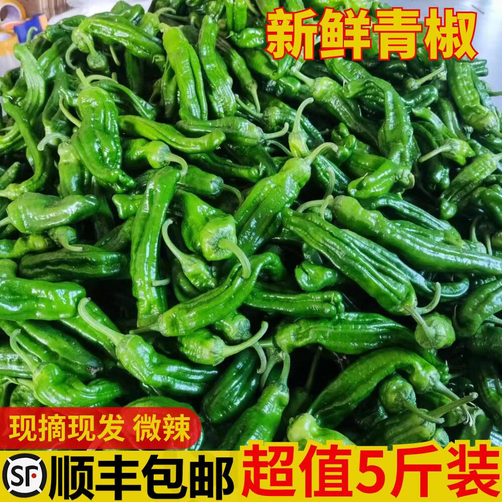 苏北农家自种新鲜薄皮青椒虎皮青辣椒菜椒牛角椒5斤时令蔬菜现摘 1000