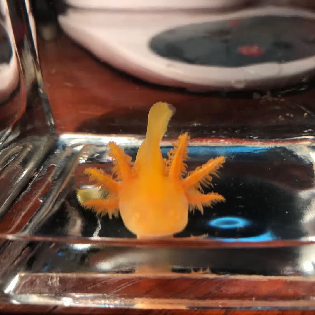 墨一六角恐龙鱼淡水冷水鱼活体宠物鱼霸王蝾螈金鱼龙鱼好养耐活 幼苗4