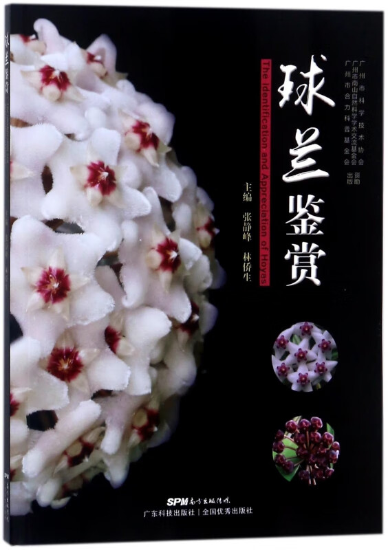 球兰鉴赏