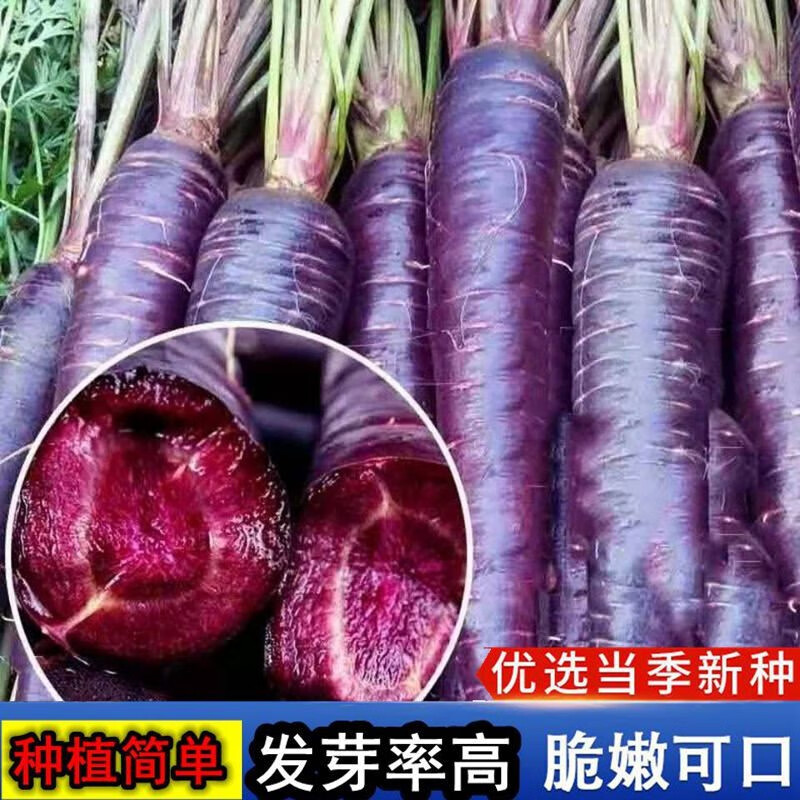 紫色胡萝卜种子种籽孑籽种紫黑色水果胡罗卜菜籽阳台盆栽四季蔬菜 紫