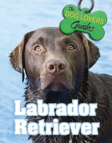 预订 labrador retriever