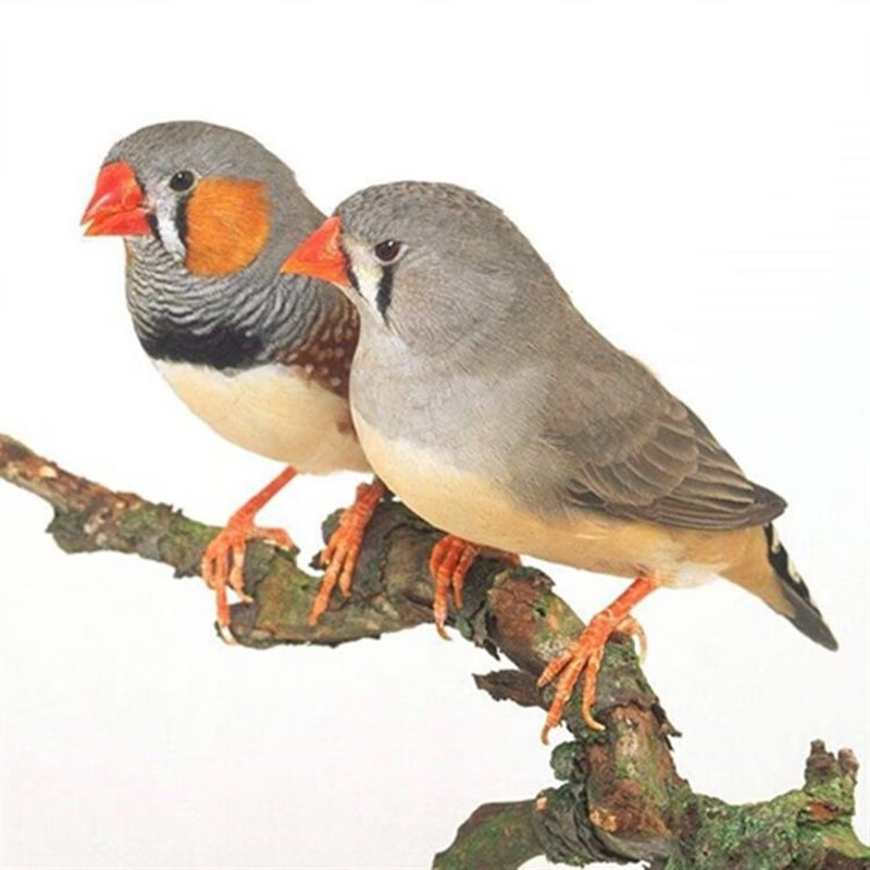 笼趣珍珠鸟活体活物珍珠文鸟灰文鸟白文宠物观赏鸟活物手养珍珠人工