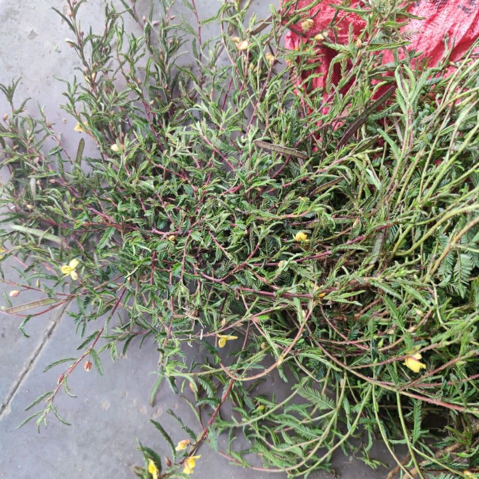 伟博矮脚铁甲草 软肝草 益肝草护肝草新鲜干货 500克 500g