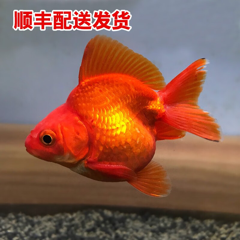 水族宠物鱼 精品金鱼活鱼 大金鱼 小金鱼活体 冷水鱼淡水鱼 大眼金鱼