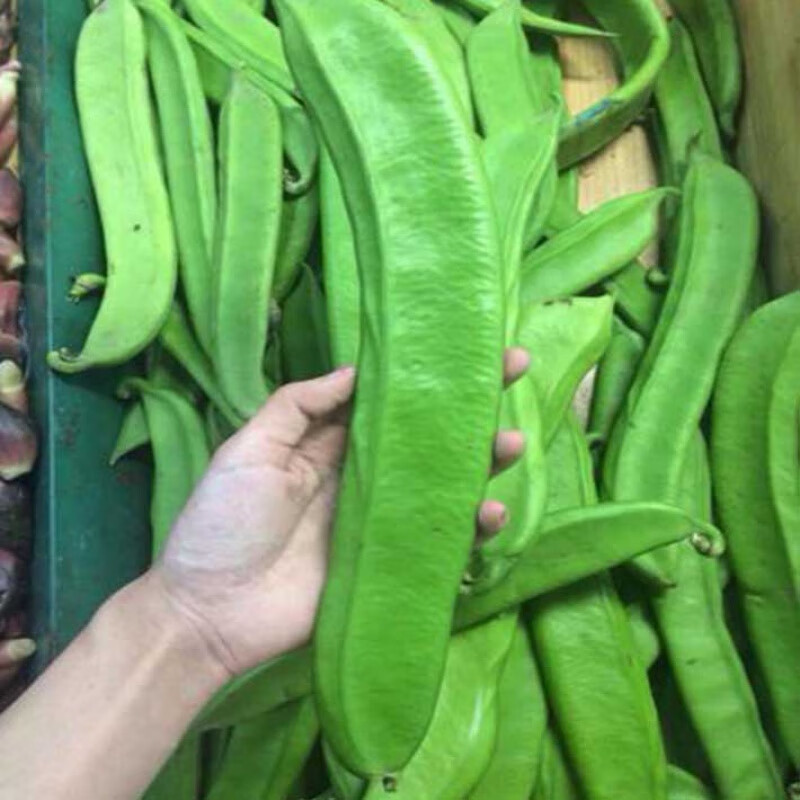 大刀豆种籽巴西豆长豆角巨型大扁豆阳台盆栽农家蔬菜种孑春秋播种