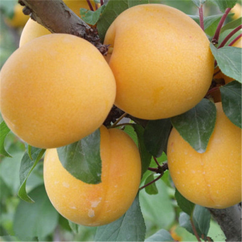 嫁接 杏子树苗 杏子苗 盆栽地栽当年结果嫁接大果 庭院阳台 南北方