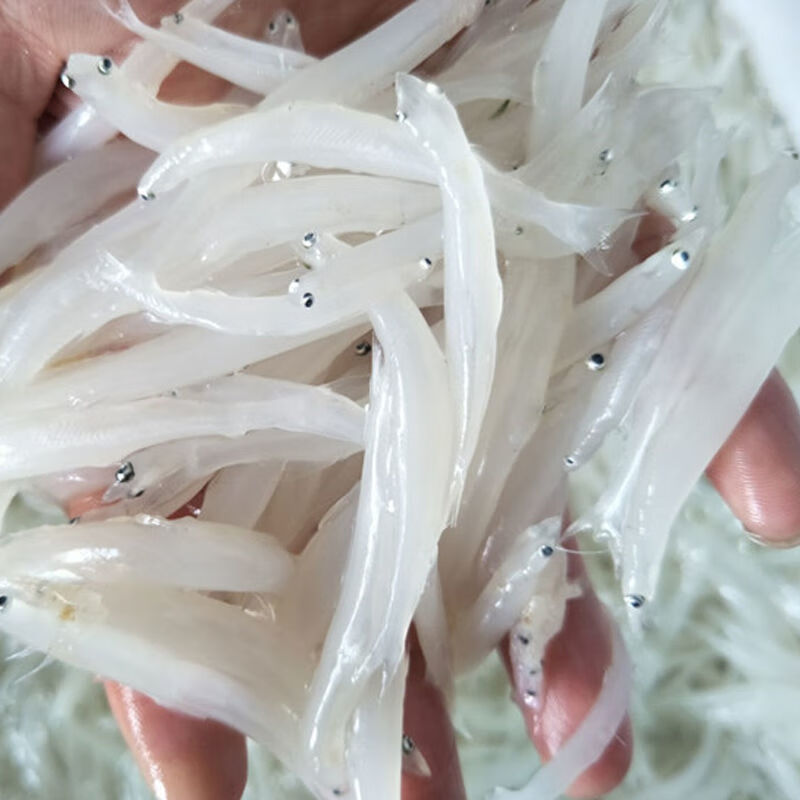 魃鲜 小银鱼新鲜水产银鱼干 新鲜银鱼海产面条鱼 三斤装(3-5cm)
