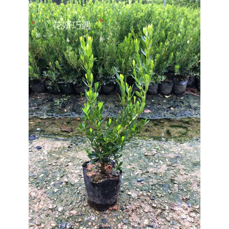 植果缘(fruit border)正宗皱皮黄杨雀舌黄杨软枝素材造型树苗绿植