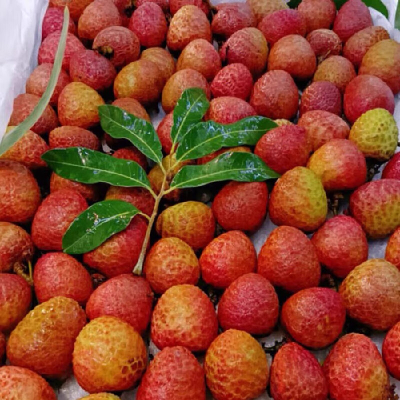 驰振2026新鲜荔枝海南桂花香荔枝现摘老树果当季水果端午送礼盒装 3斤净重约2.5斤(单果15-20g)【恒温箱+冰】