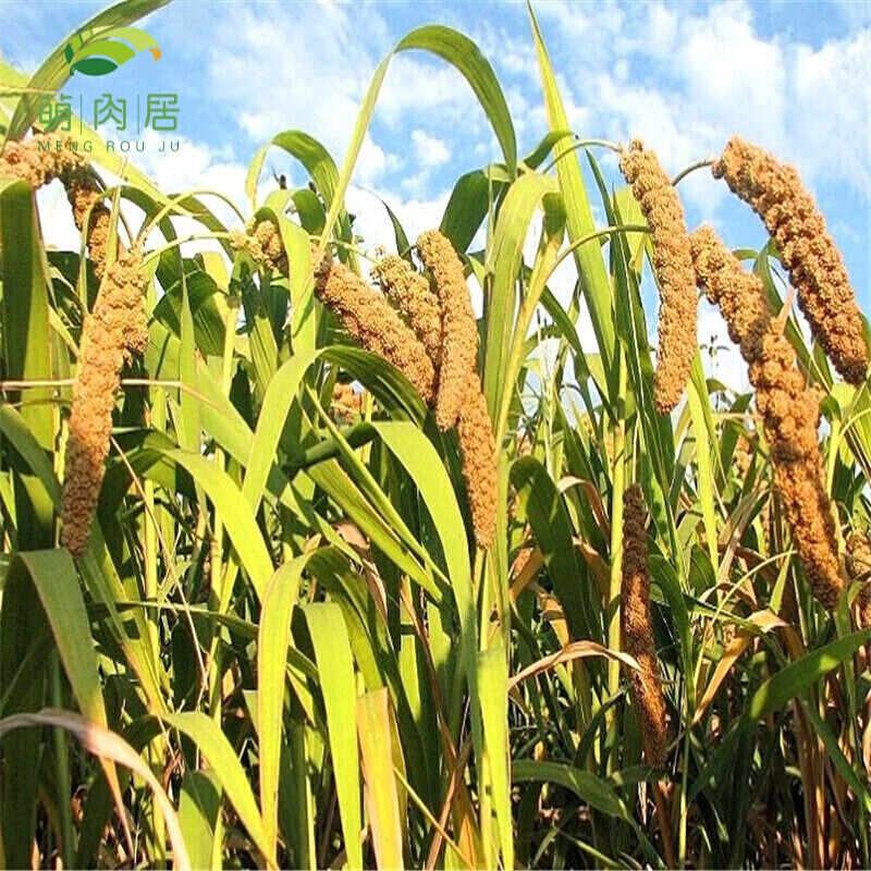 花中酷   (正常发货) 种子绿谷子小米糯米植物高产