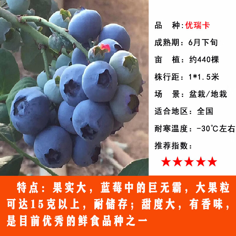 盆栽特大南方北方种植奥尼尔蓝莓果苗蓝莓树苗带土苗木 优瑞卡8年大苗