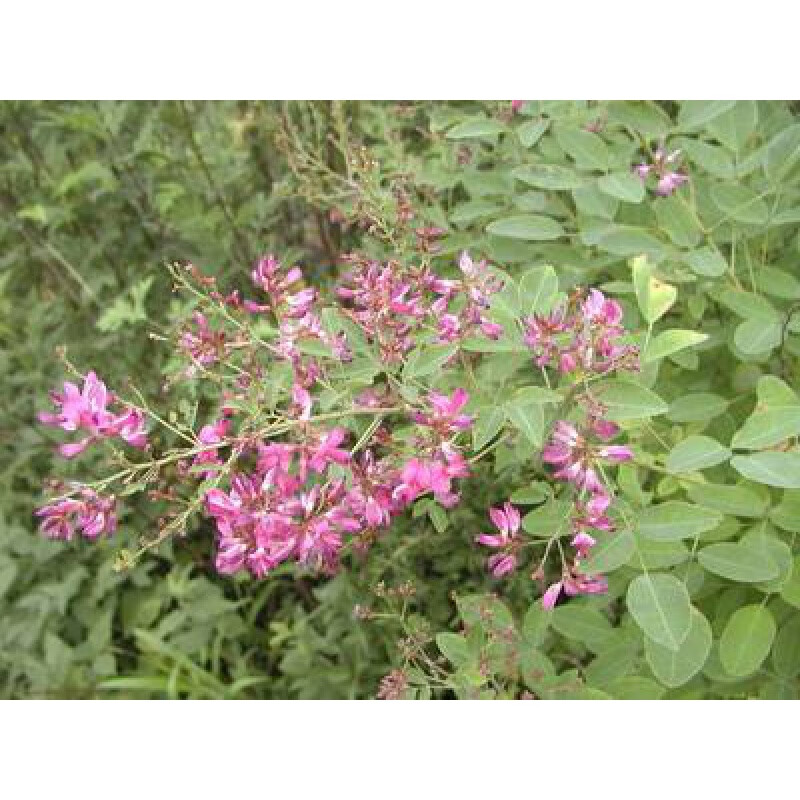 独步寻花护坡灌木种子胡枝子紫穗槐多花木兰荆条猪屎豆刺槐银合欢护坡