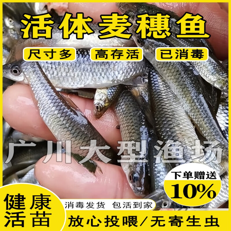 贝意品活体麦穗鱼苗饵料鱼乌龟活食金银龙活鱼鳄龟小鱼饲料鱼群游冷水