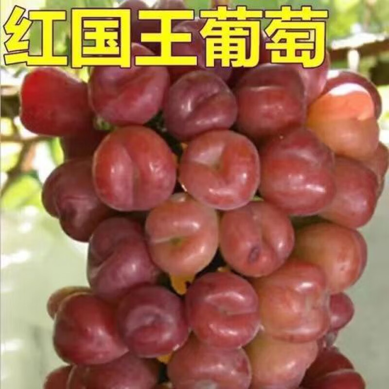 极大粒葡萄新品种:红国王葡萄苗:葡萄树苗品种果粒大:果树苗 2年苗