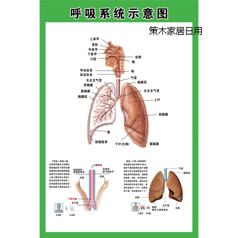 呼吸系统示意图医院人体解剖图肺部呼吸系统海报画疾病预防展板 呼吸