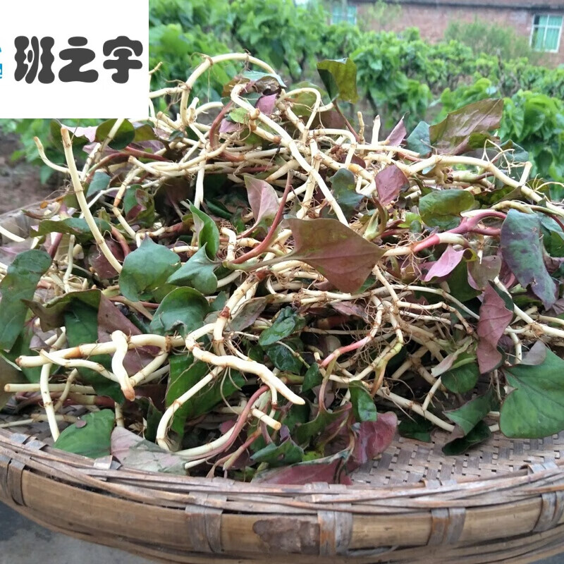 迎宾(yingbin)四川鱼腥草折耳根新鲜四川折耳根节节根嫩根叶子带根