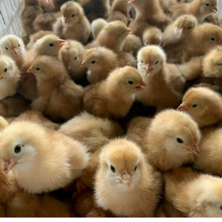 麻鸡活 小鸡 三黄鸡 肉鸡 纯种五黑鸡 绿壳蛋鸡(20只起发)