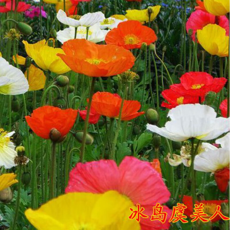 冰岛虞美人种子混色红色虞美人花海景观庭院观花花草种子 虞美人种子1