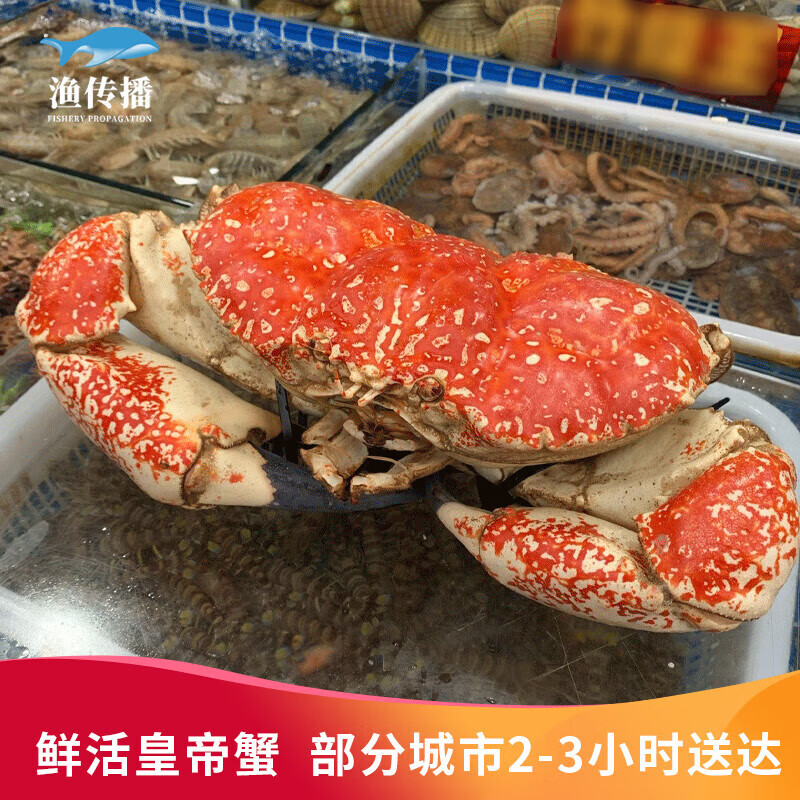 【活鲜】渔传播 同城速配 鲜活澳洲皇帝蟹4.5-5斤 螃蟹海鲜生鲜