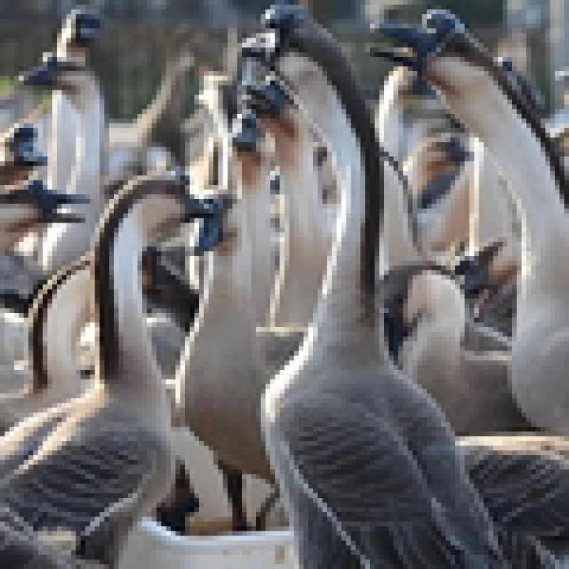 出壳4日马岗鹅买5 1只装公母可选