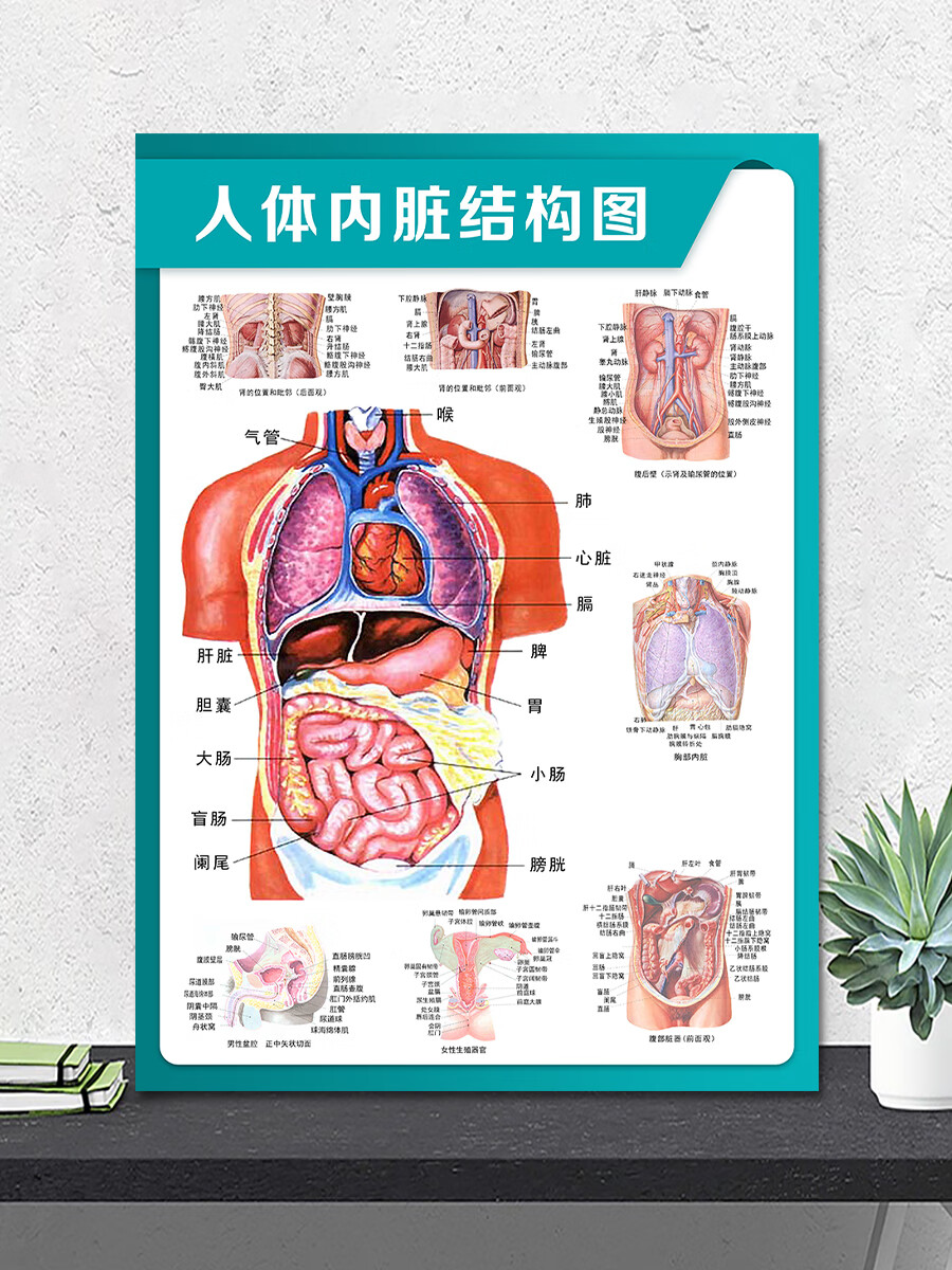 熙岚居人体内脏分布图解剖挂图呼吸消化循环系统脑部神经结构教学示意