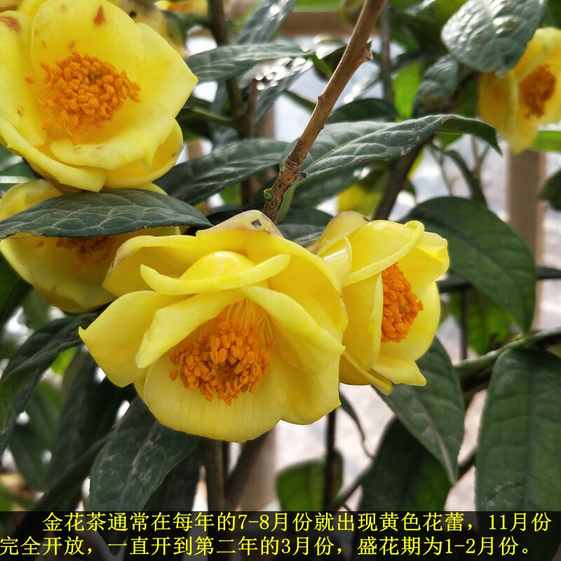 金茶花防城金花茶盆栽金茶花树苗阳台花卉四季绿植金黄带花苞黄遵 有