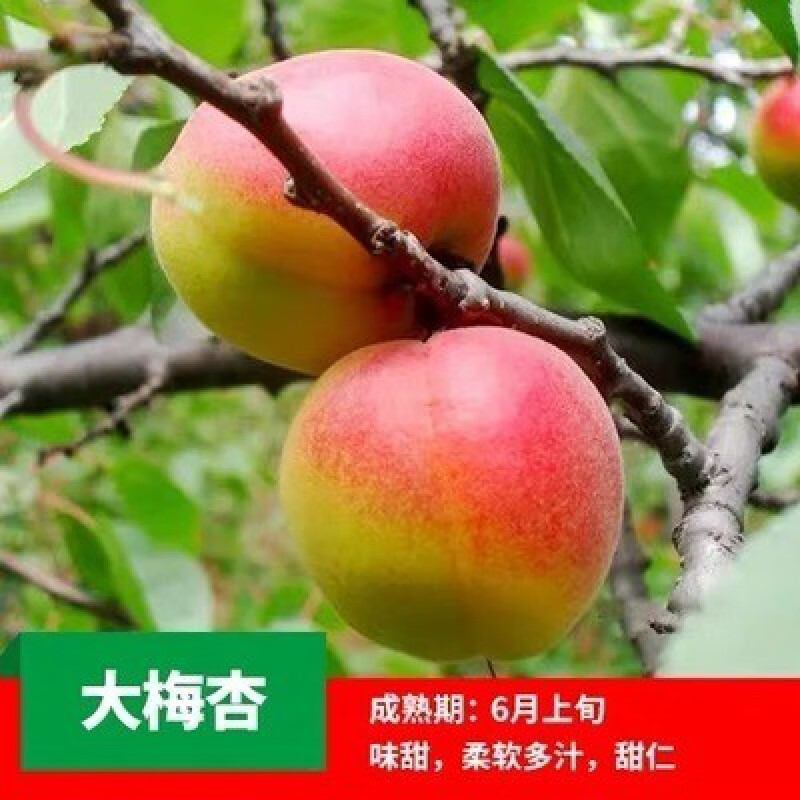 甜杏子盆地栽庭院凯特杏南北方种植当年结果 大梅杏5公分【带土球】