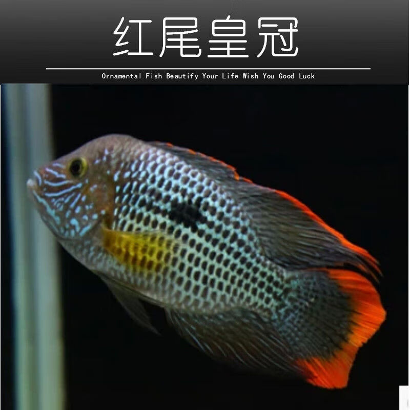 墨一红尾皇冠鱼活体玉面皇冠鱼老寿星鱼蓝面财神中大型热带鱼 红尾