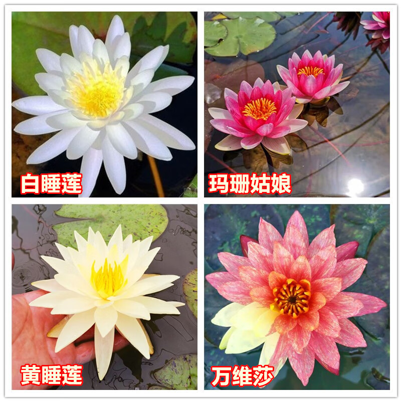 水培植物四季水养莲花盆栽花卉荷花睡莲 4株套餐(如图4个品种各一株)